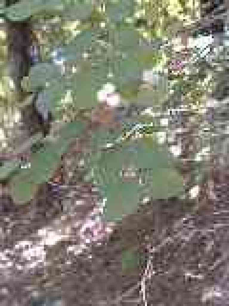 Snowberry