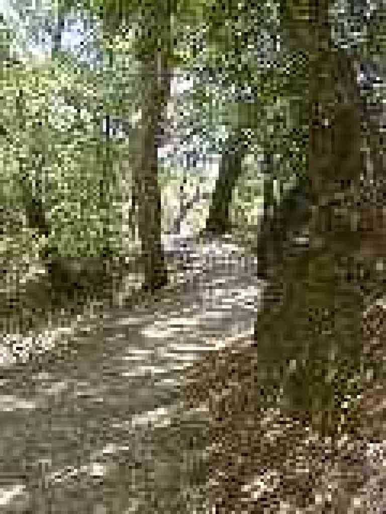 Creekside Trail