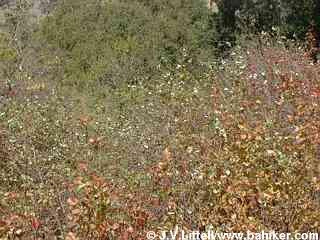 Snowberries mixed throughout poison oak