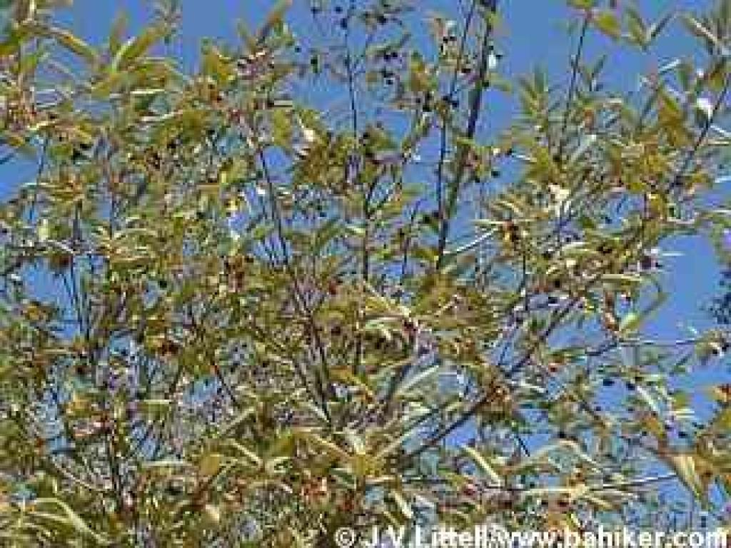 Coffeeberry in late summer