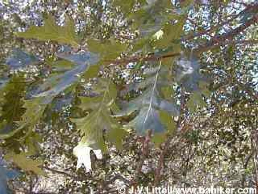 Black oak photo