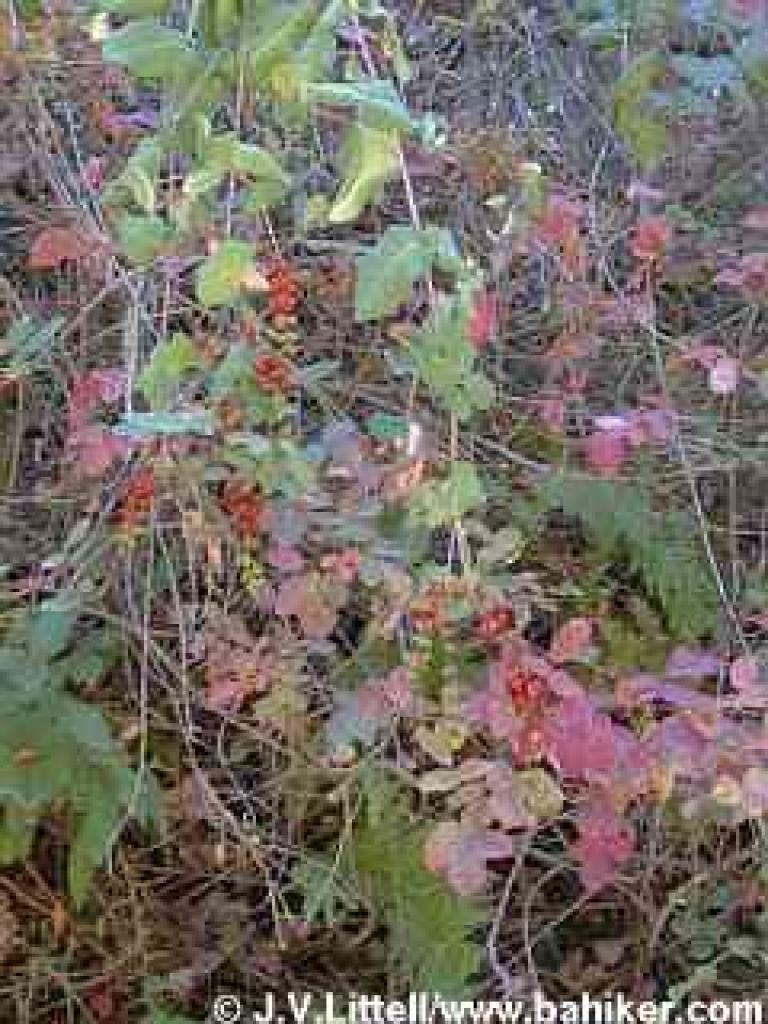 Honeysuckle photo