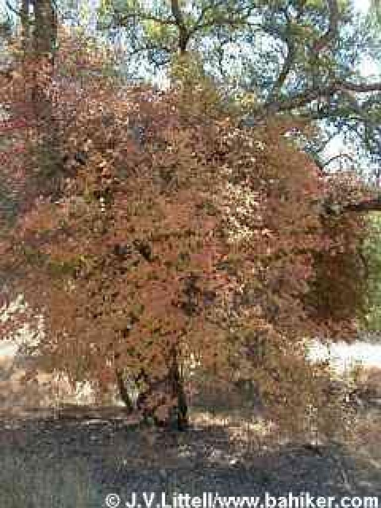 Poison oak photo