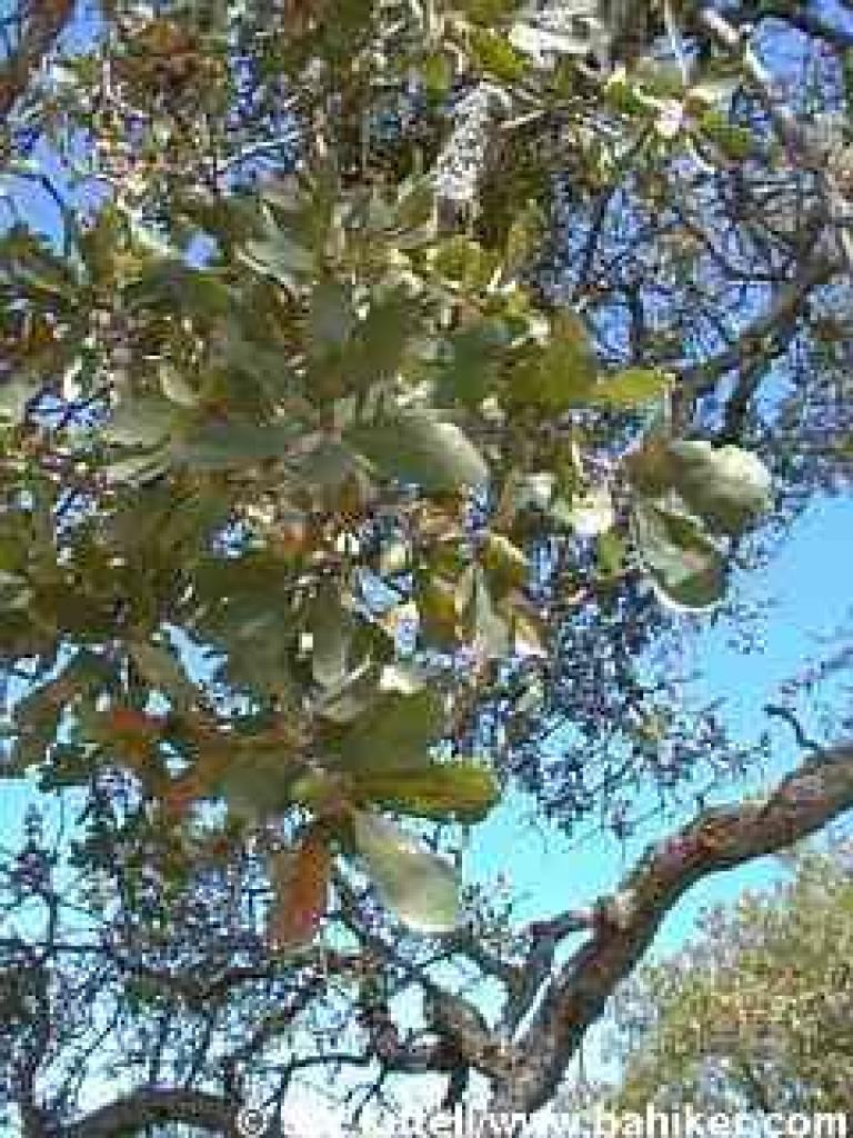 Blue oak photo