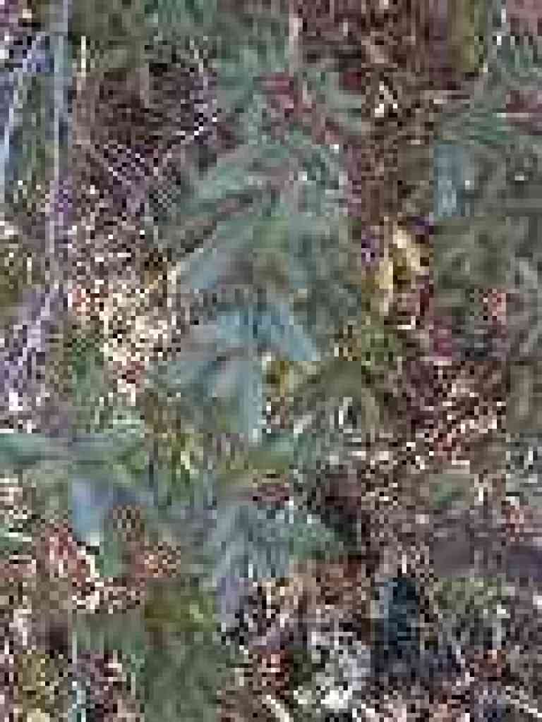 Coffeeberry