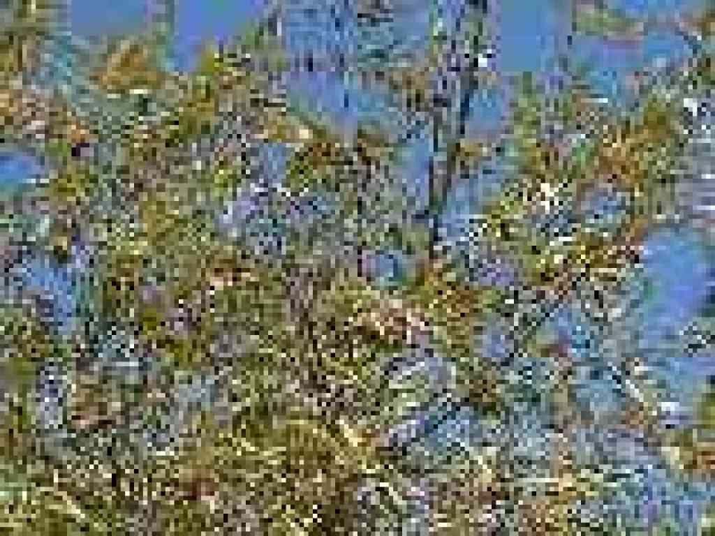Coffeeberries
