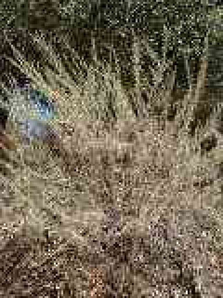 Sagebrush