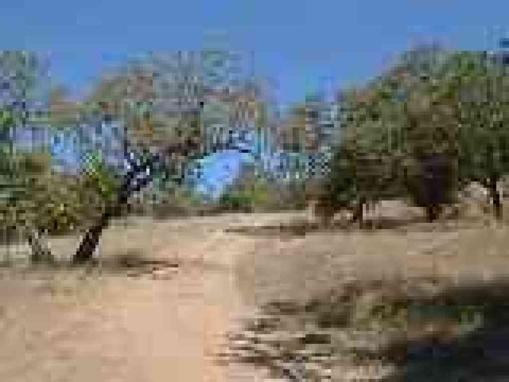 Oak grassland