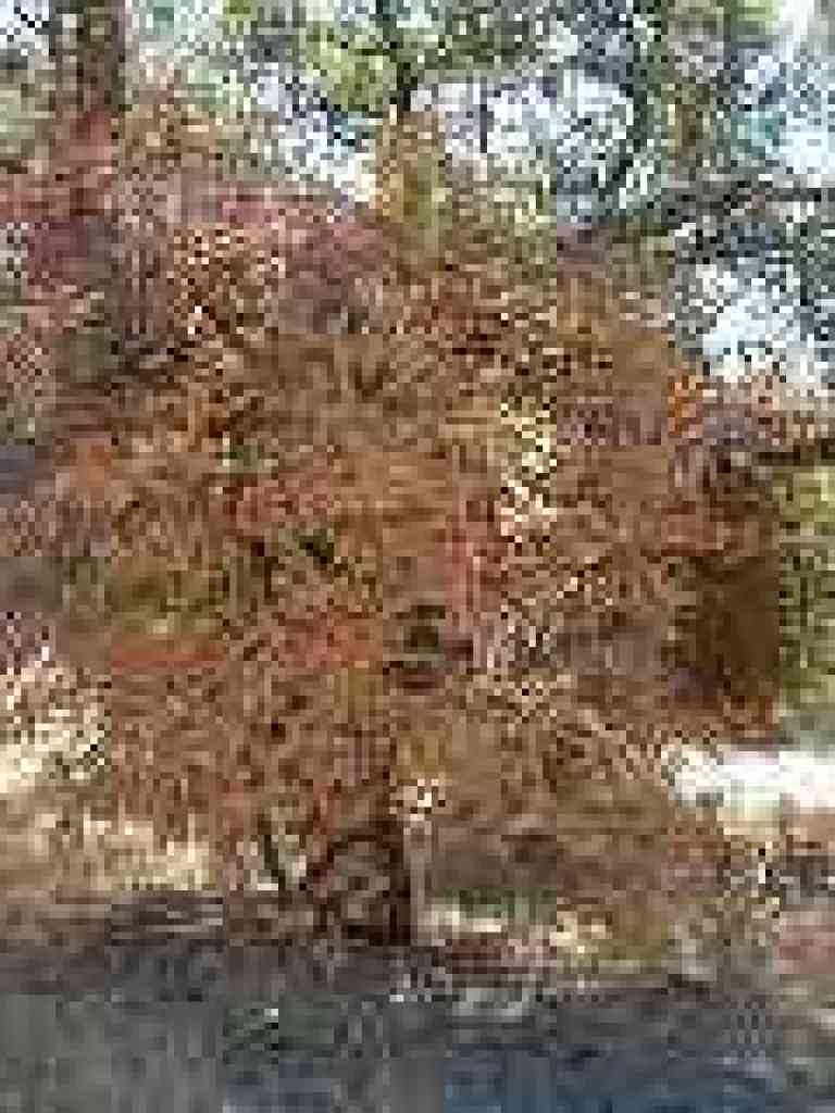 Poison oak