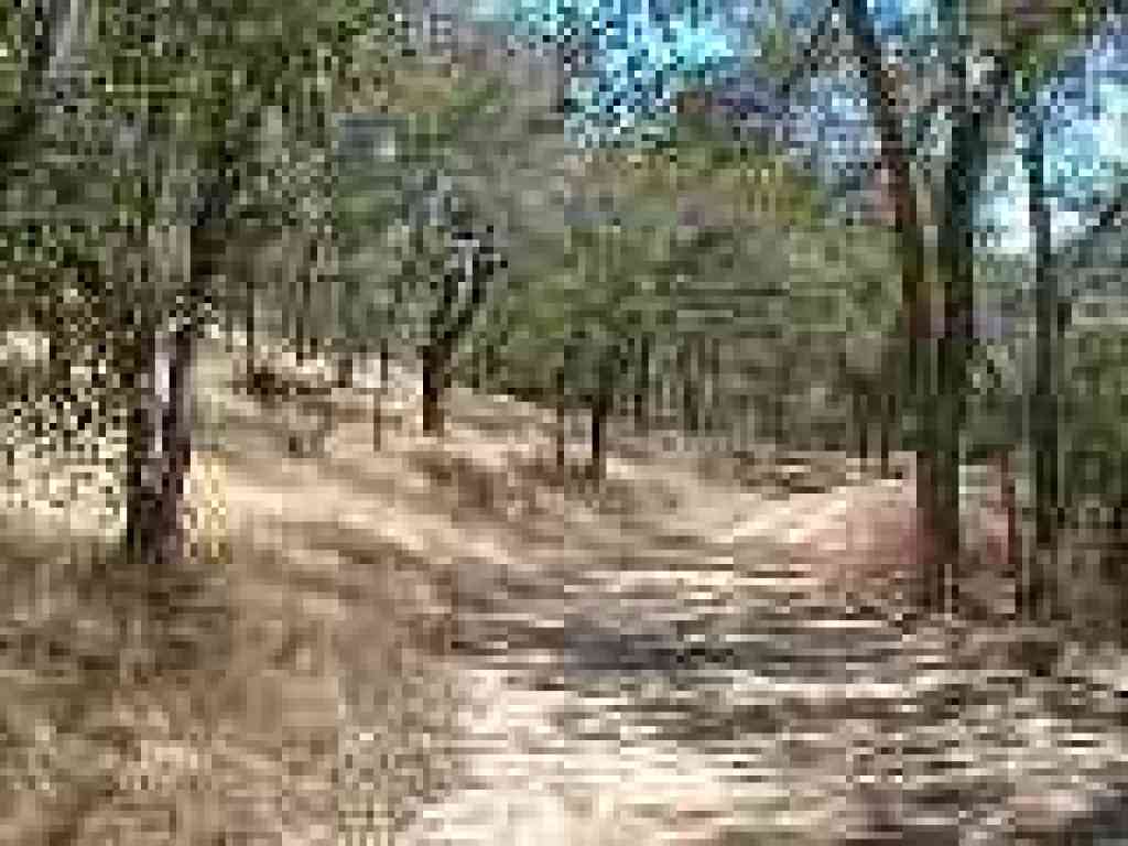 Oaks