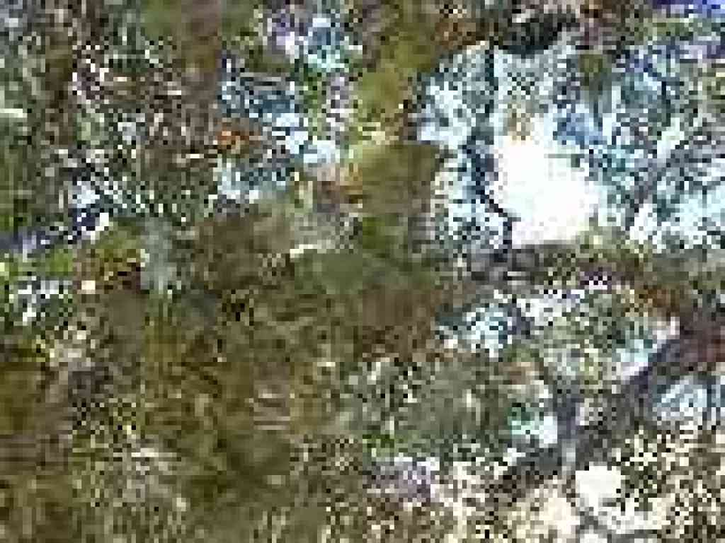 Oak