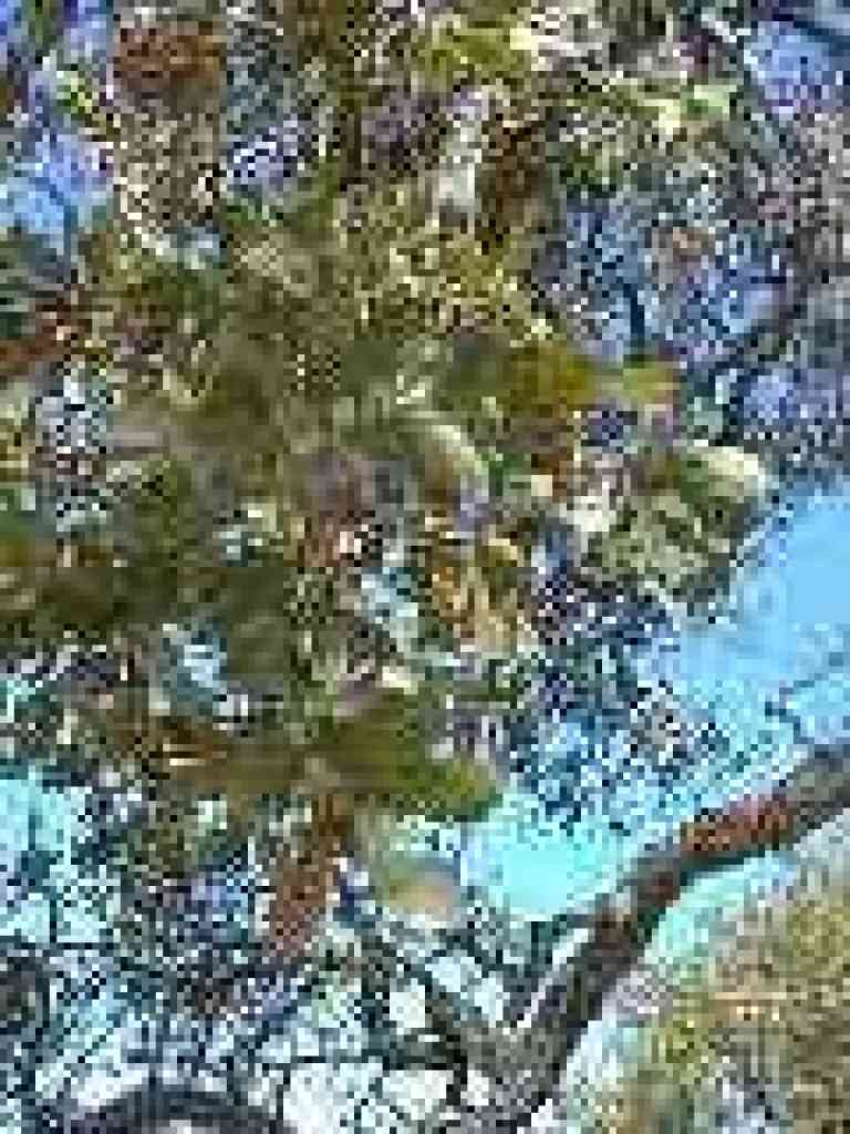 Blue oak