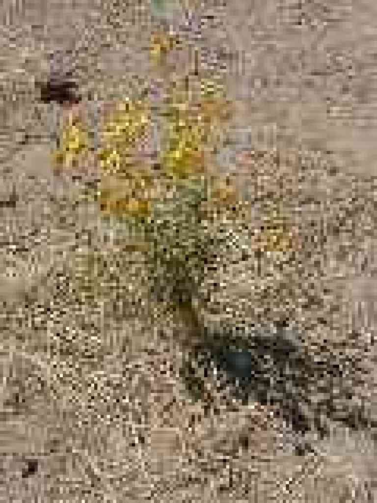 Tarweed
