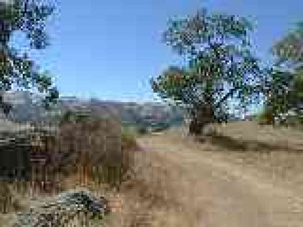 Rocks and oaks trailside