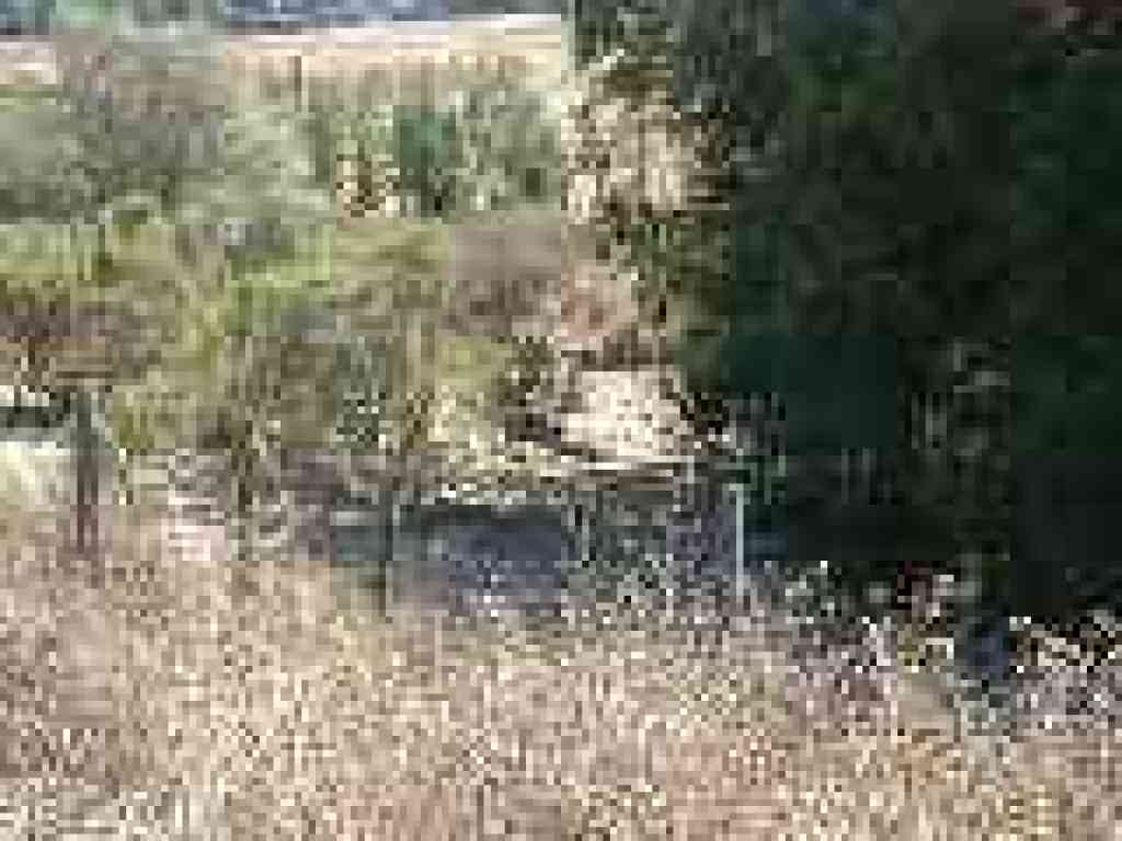 Wild pigs