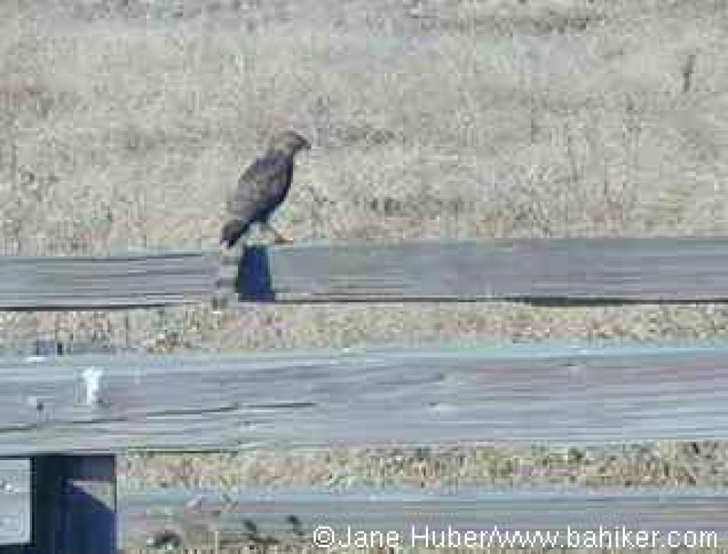 Cooper's Hawk