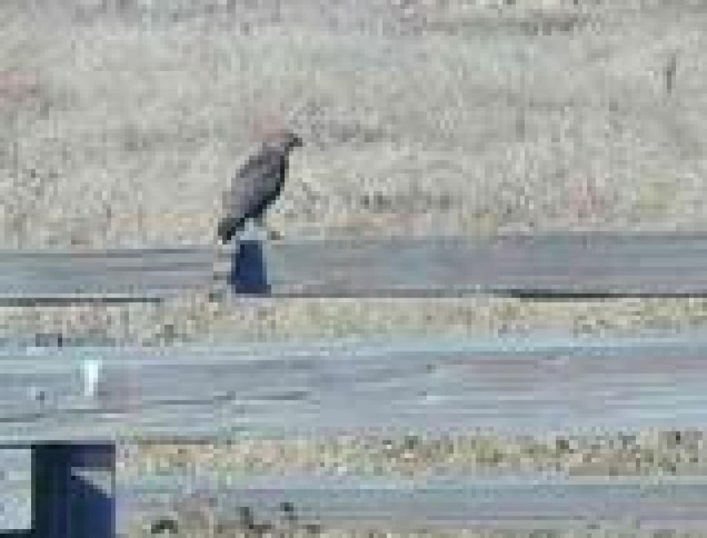 Cooper's hawk