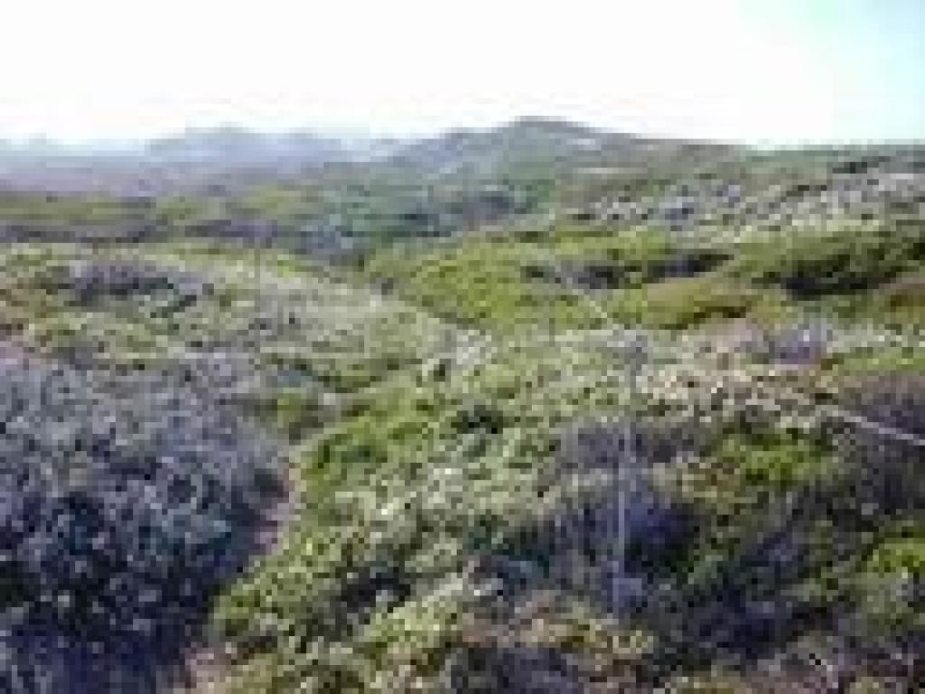 Plover nesting area