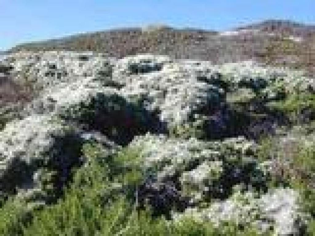 Coyote brush