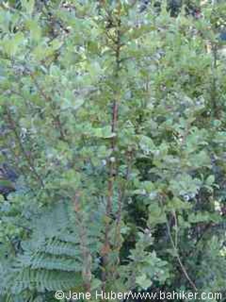 Huckleberry