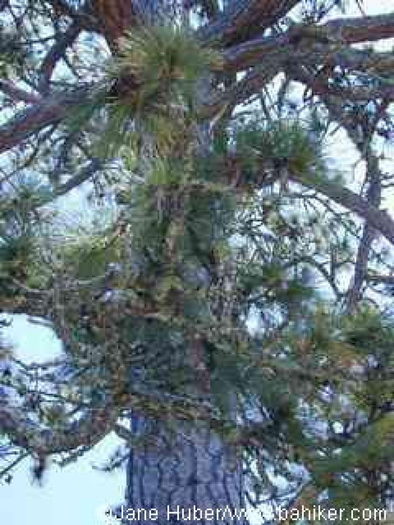 Ponderosa pine