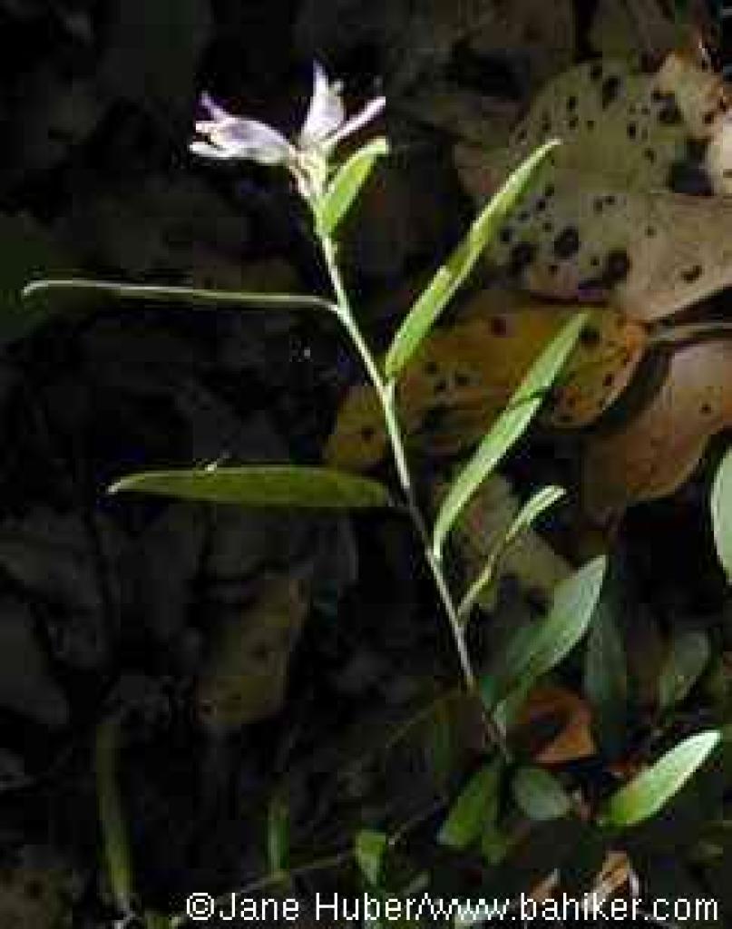 Milkwort