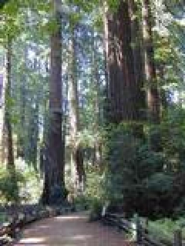 Redwoods