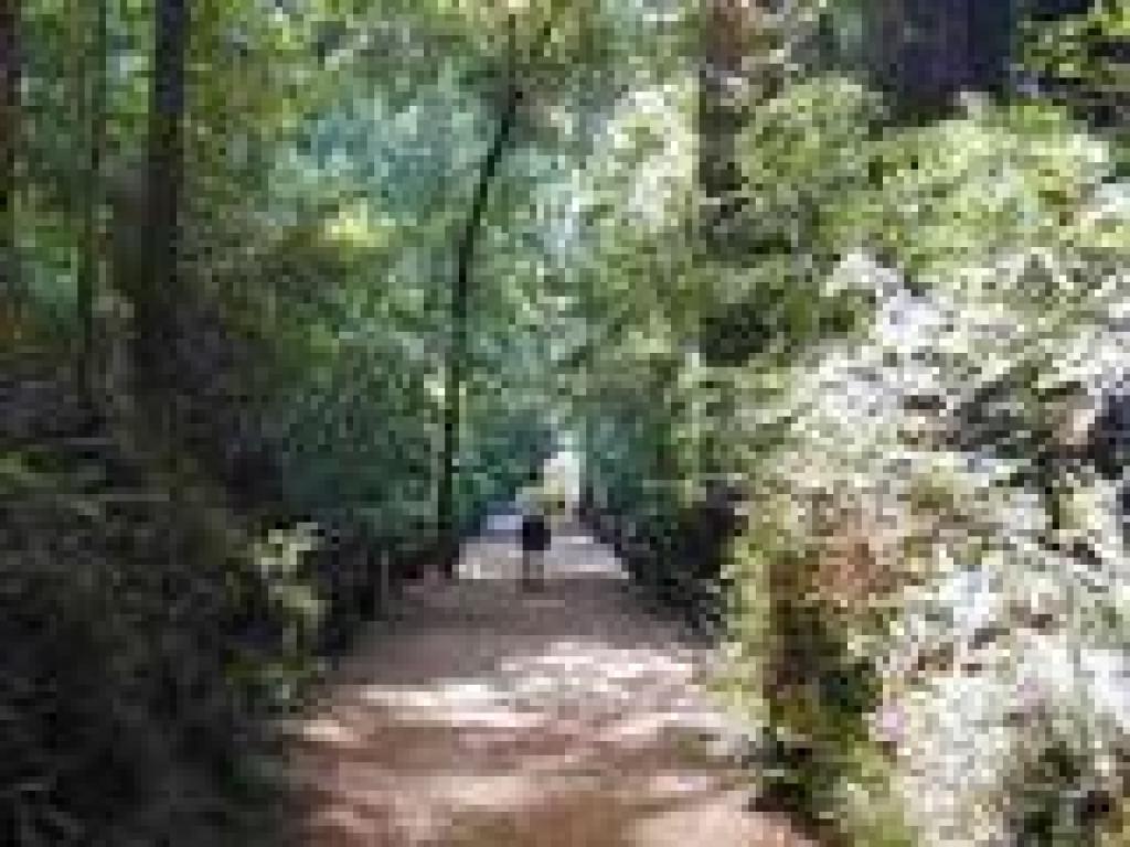 Redwood Grove Loop Trail