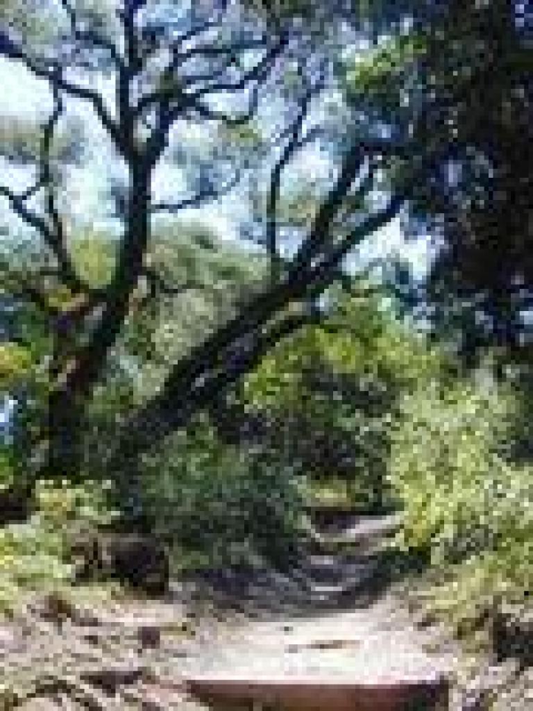 Coast live oaks along the trail