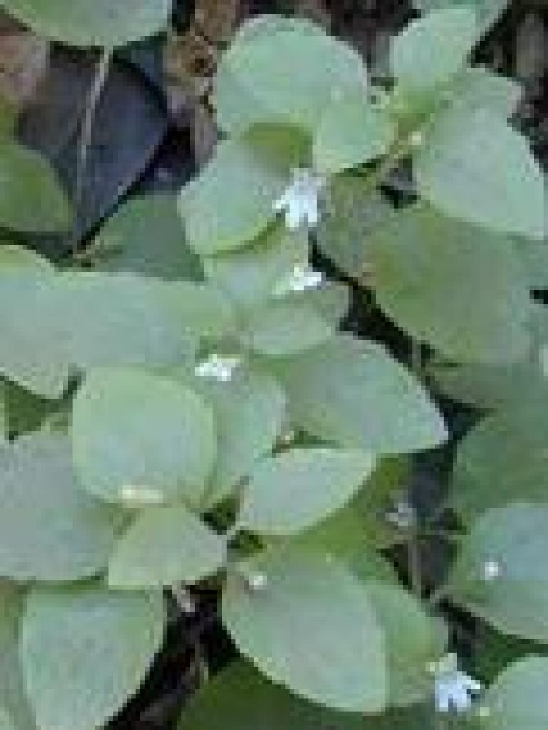 Yerba buena