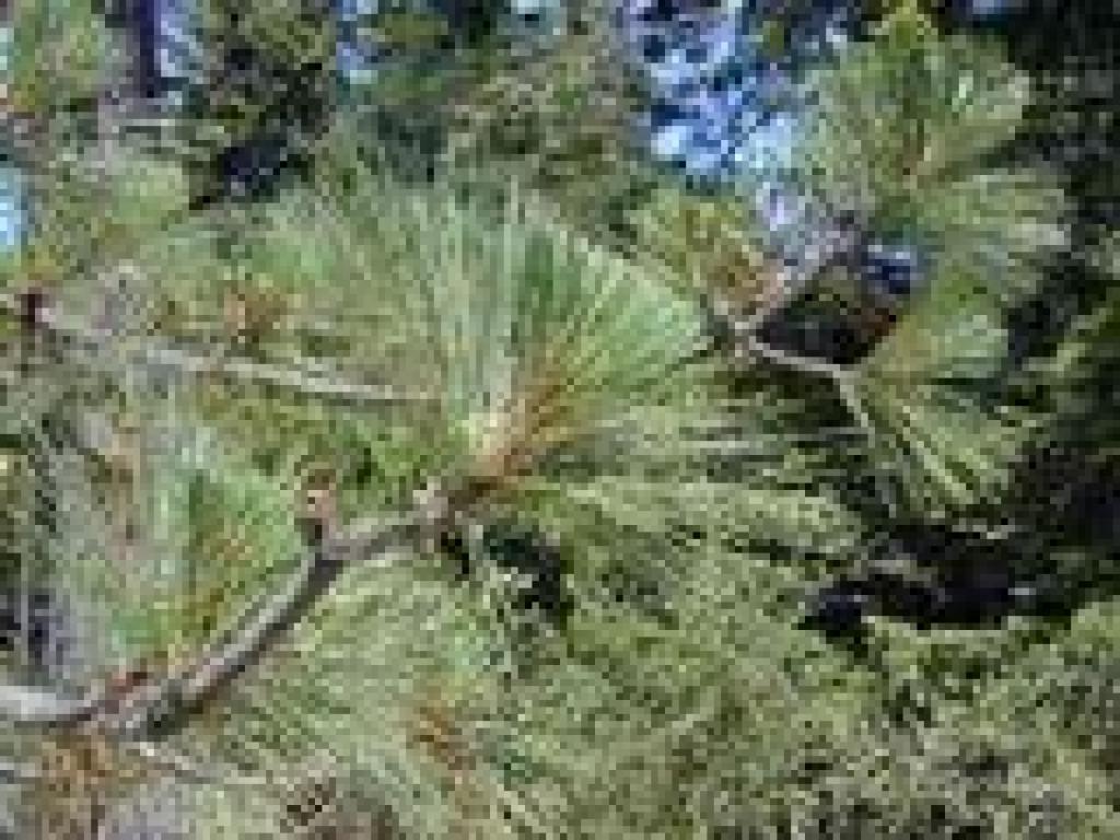 Knobcone pine