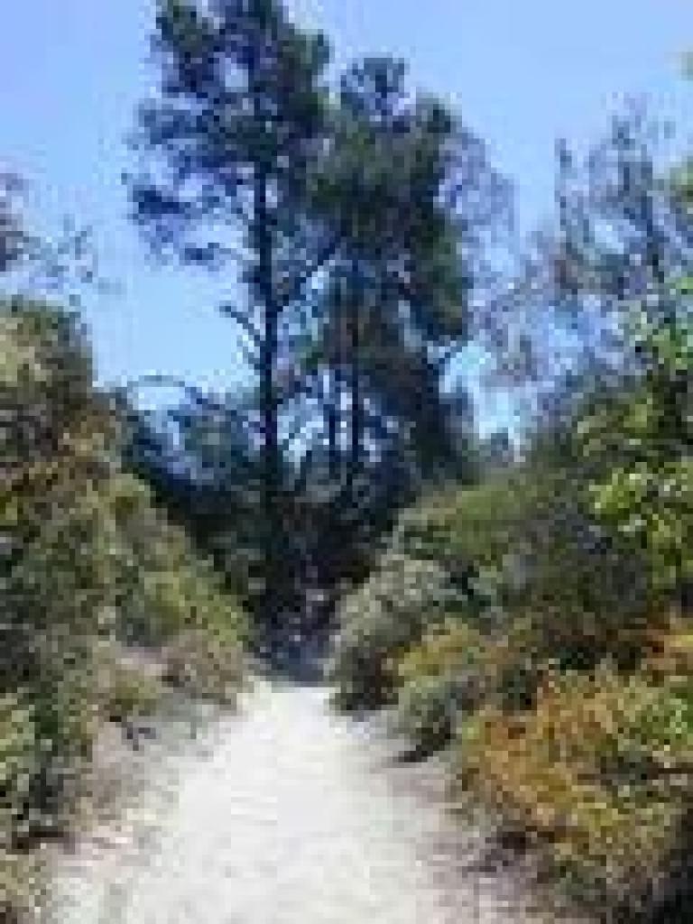 Trail through chaparral