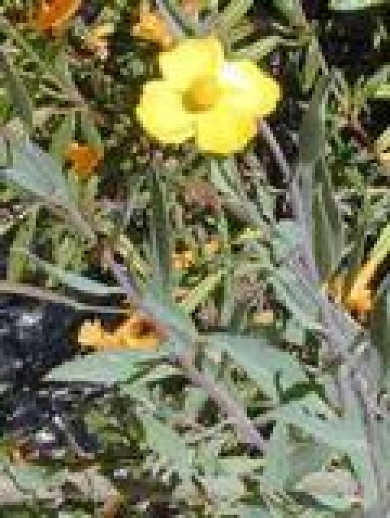 Bush poppy