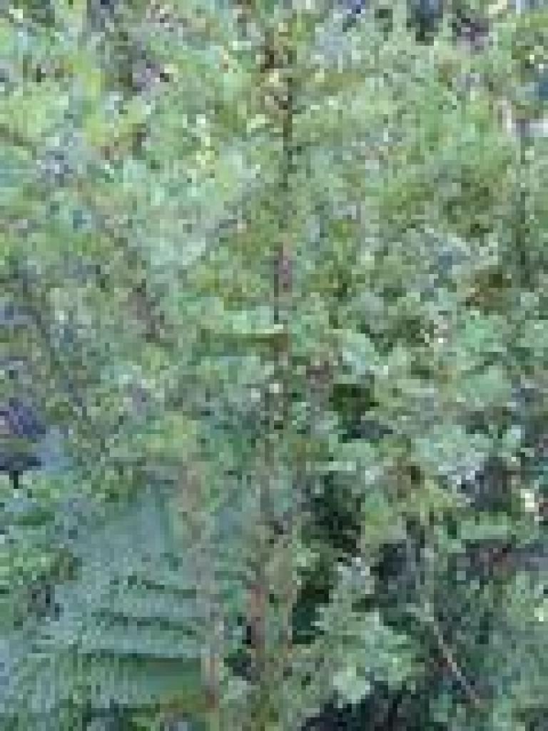 Huckleberry