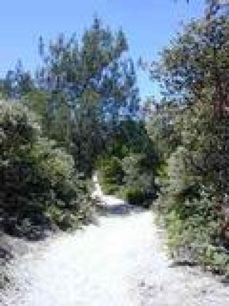 Pine Trail