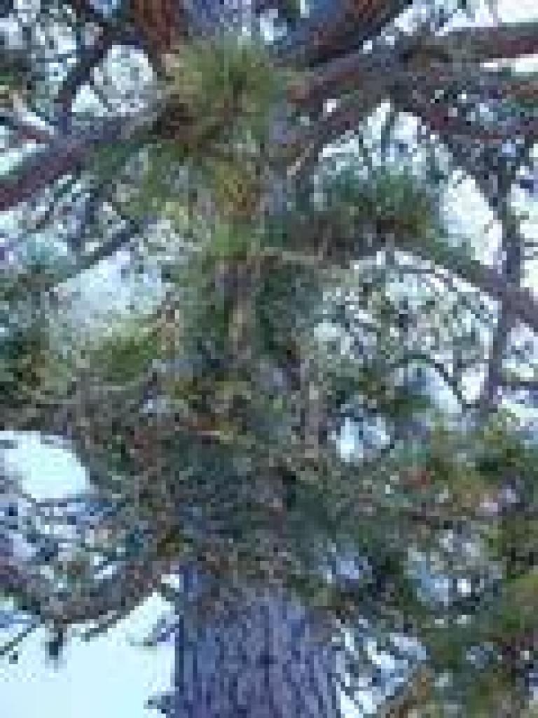 Ponderosa pine