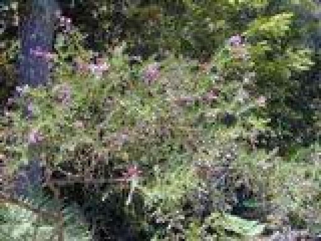 Chaparral pea