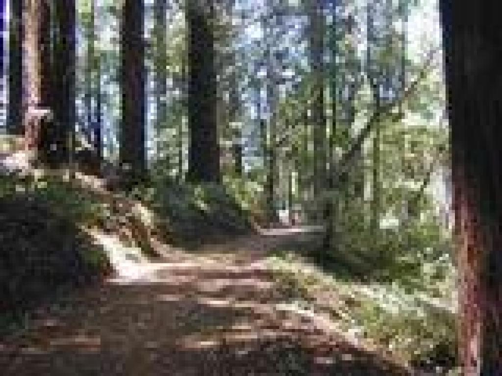 Ridge Fire Road