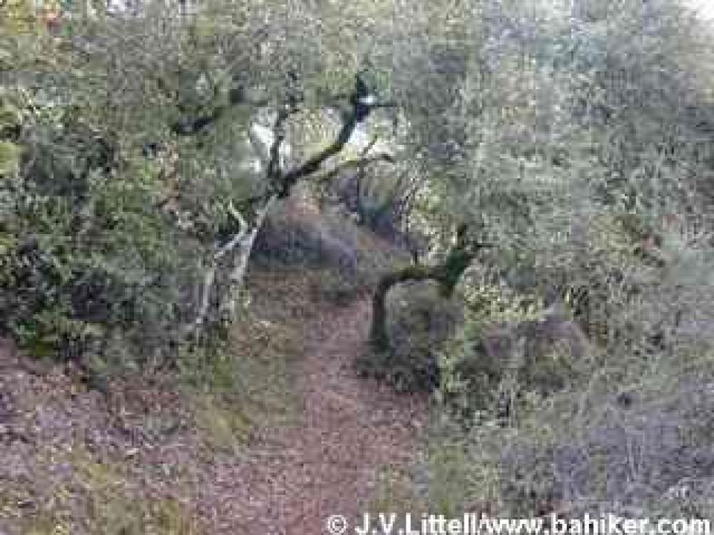 Toyon Trail