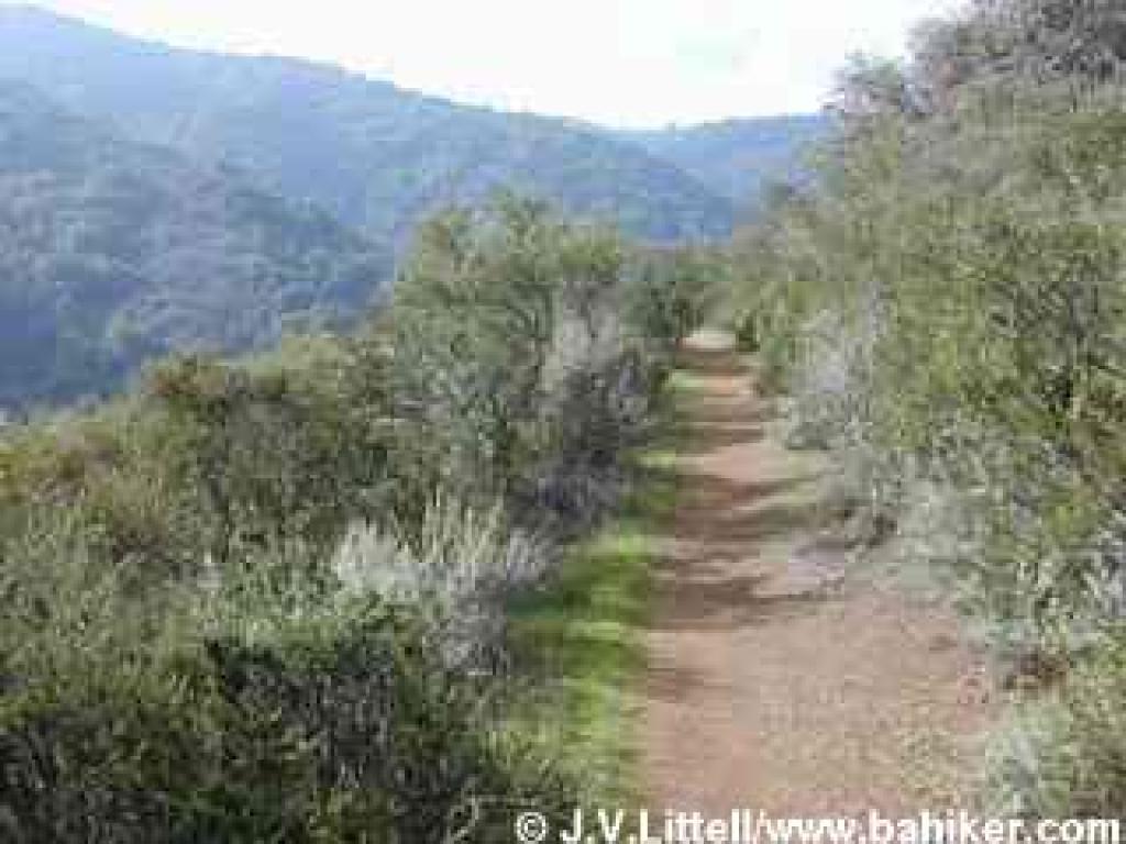 Toyon Trail
