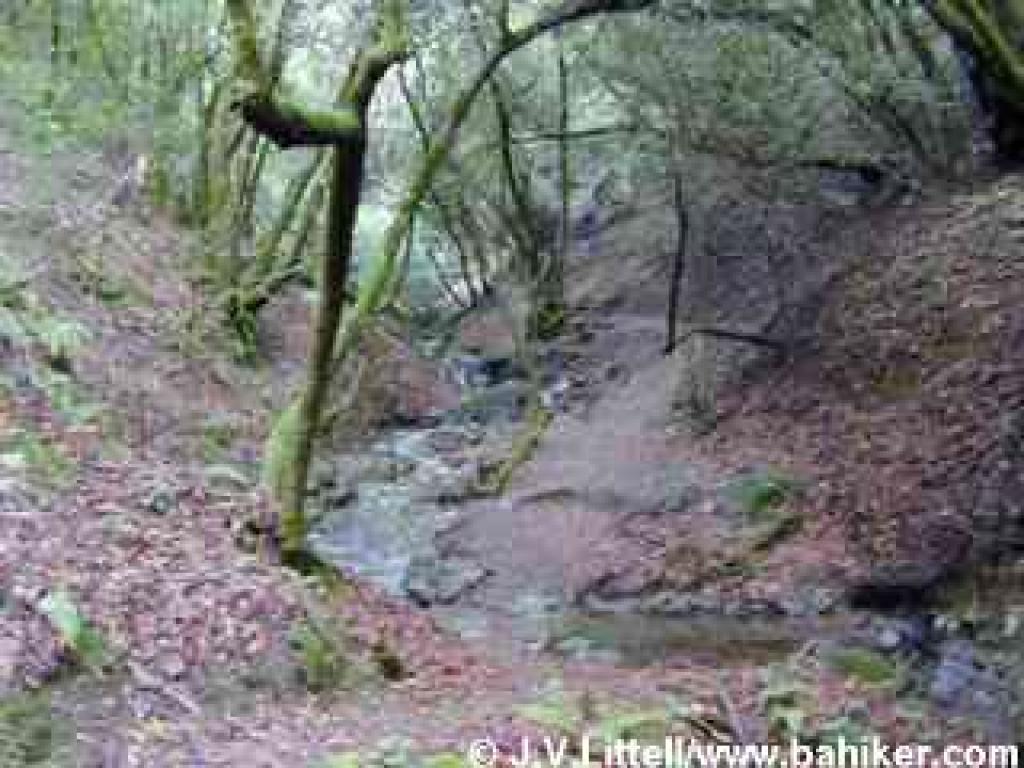 Bunny Creek Loop Trail