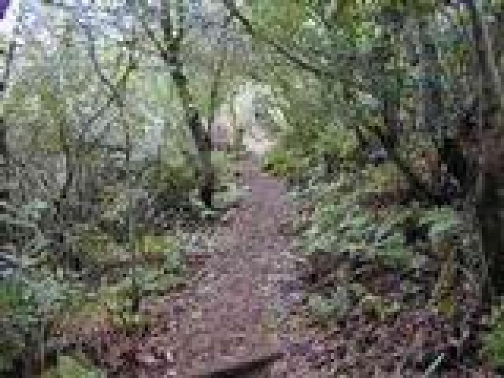 Woods