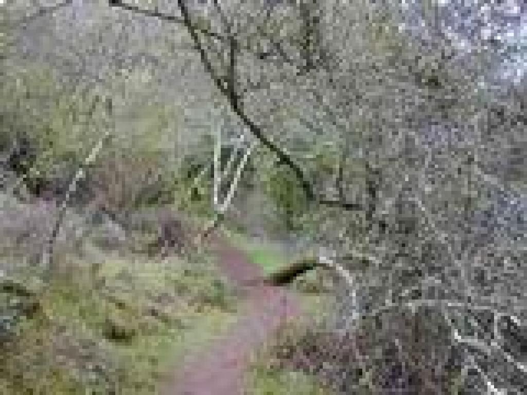 But then enters grassy chaparral