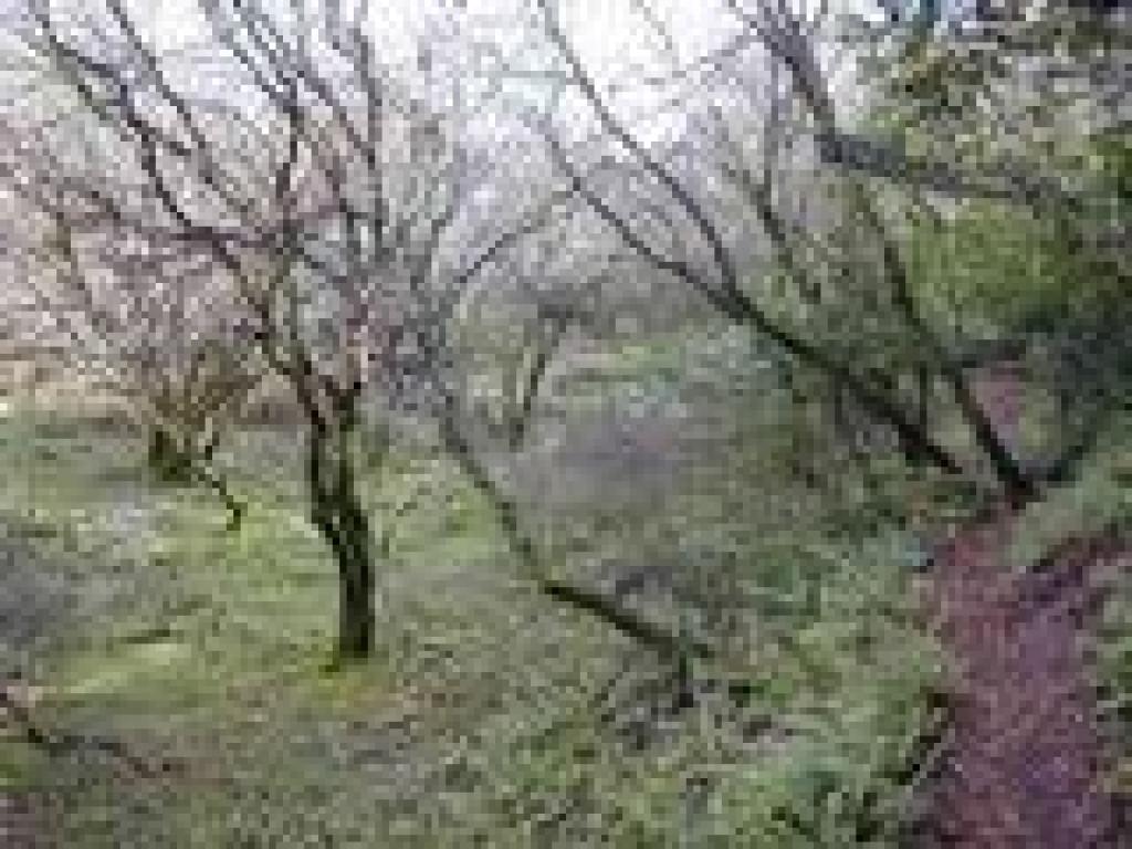 Sloping meadow with buckeyes