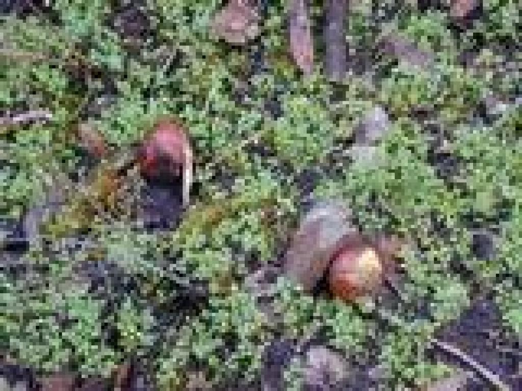 Buckeye seeds