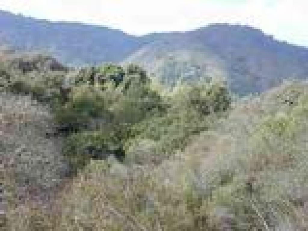 View back