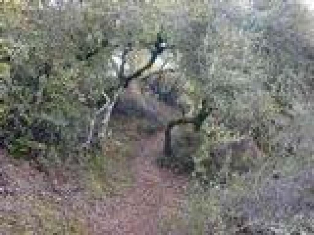 Toyon Trail