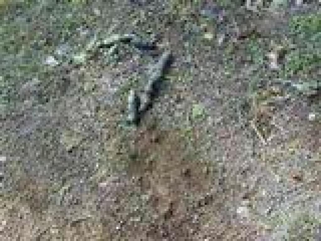 Scat