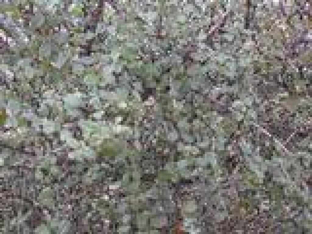 Buckbrush