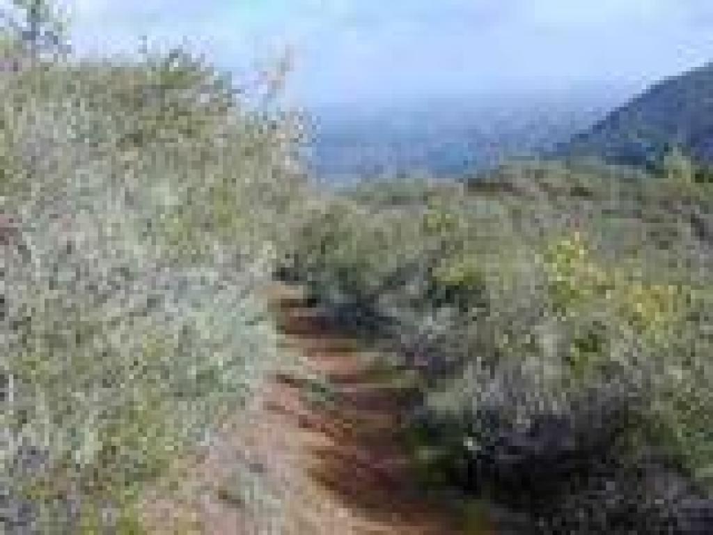 Toyon Trail